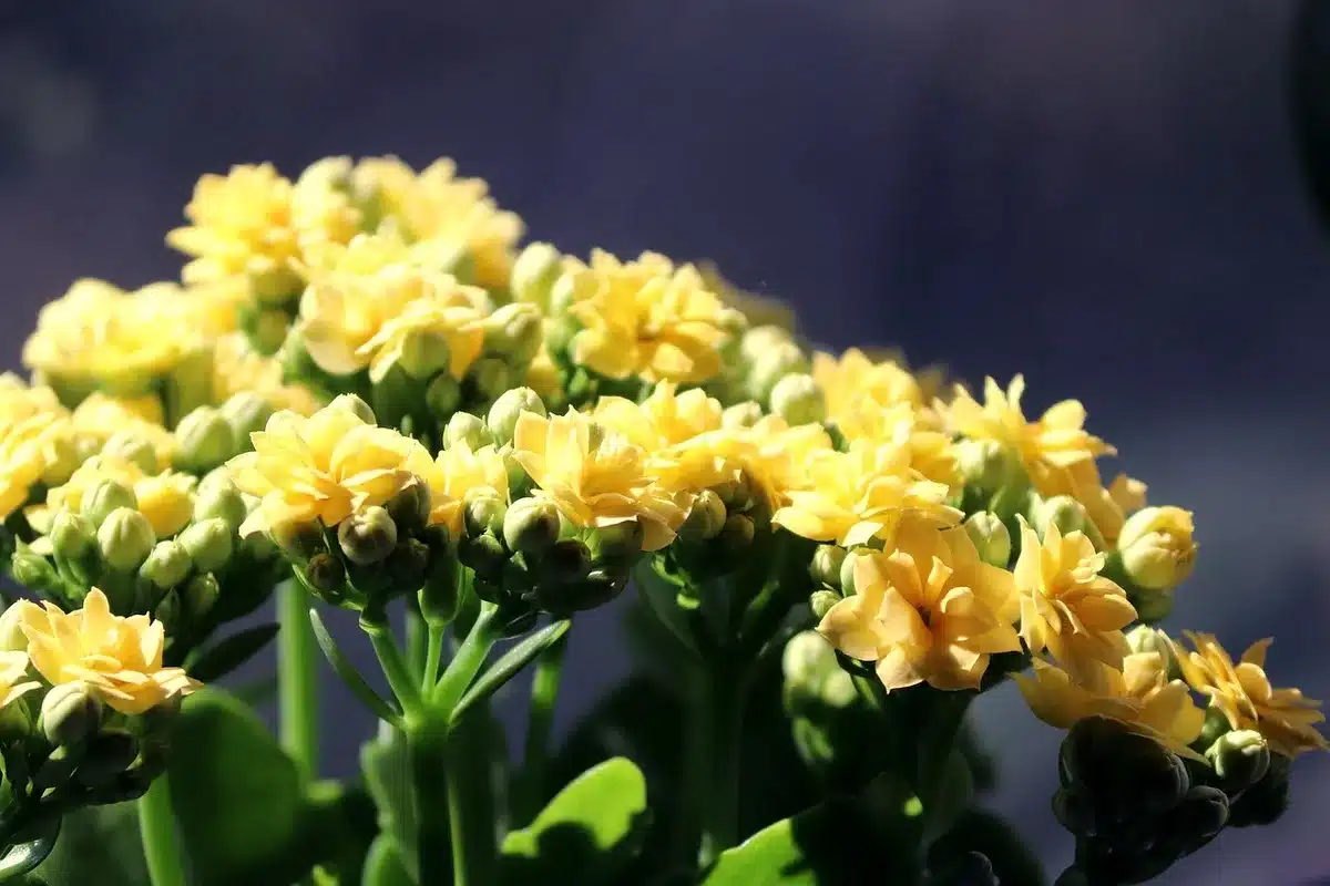 Manos seleccionando flores y herramientas en un taller de floristería