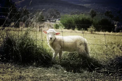Campo afectado por incendios con valla, tractor y manos con paja
